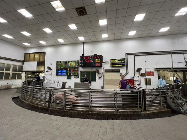 圖為肉品市場拍賣豬隻畫面。（台中肉品市場提供／李京昇台中傳真）