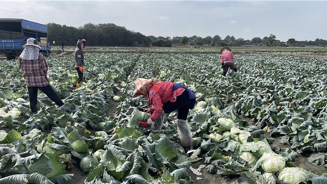 平地高麗菜因天氣熱難照顧，價格無起色，最近有農民棄收，因鳳凰颱風來襲，農民燃起一點採收意願。（周麗蘭攝）