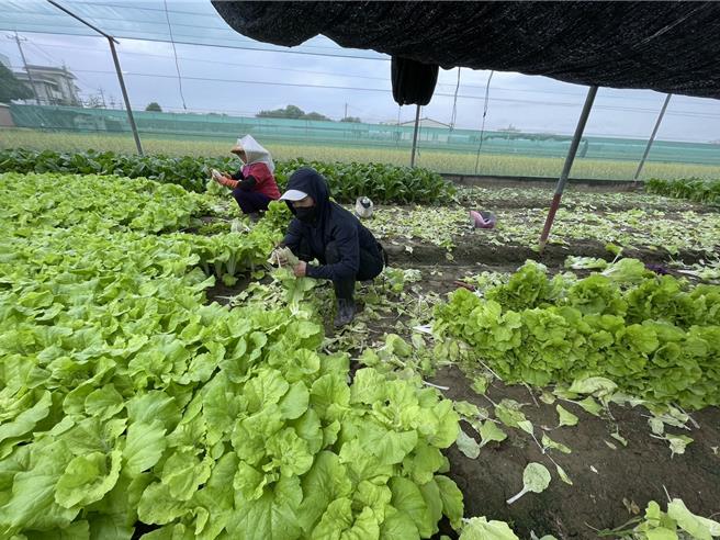 種植小白菜的菜農盼在颱風來之前搶收完畢。（周麗蘭攝）