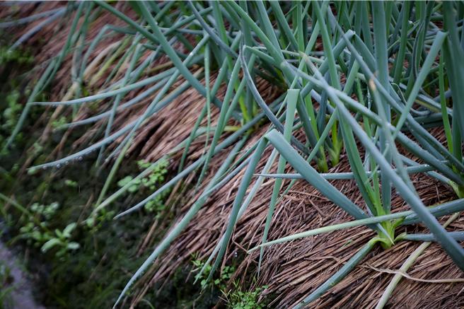 宜蘭連日豪雨，三星鄉部分青蔥田區已出現積水現象，蔥株根部泡水腐爛、植株傾倒，農民憂心恐影響產量與品質。（宜蘭縣政府提供／吳佩蓉宜蘭傳真）