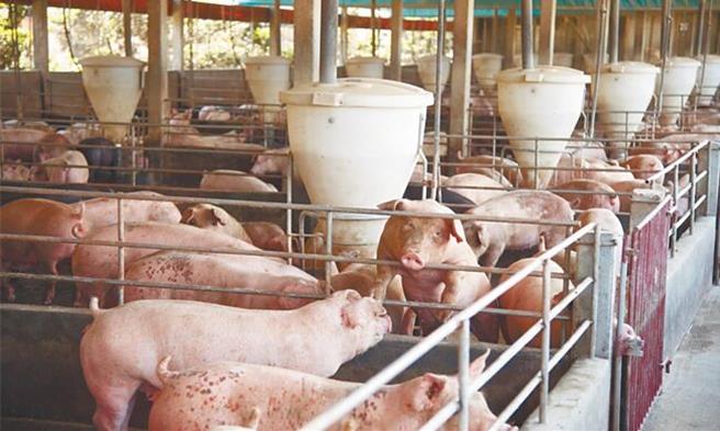 專家建議，事業廚餘成分單純、易追溯，較適合飼料化，飼料化流程則可參照日本EcoFeed模式，將事業廚餘高溫蒸煮與乾燥處理製成粉料或粒料，再供養豬場使用，可穩定去化每日3成的廚餘，兼顧防疫與資源再利用。（本報系資料照）