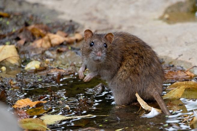 台中一間小吃店遭爆有老鼠跳進煮鍋，衛生局急查 。（示意圖／shutterstock達志）