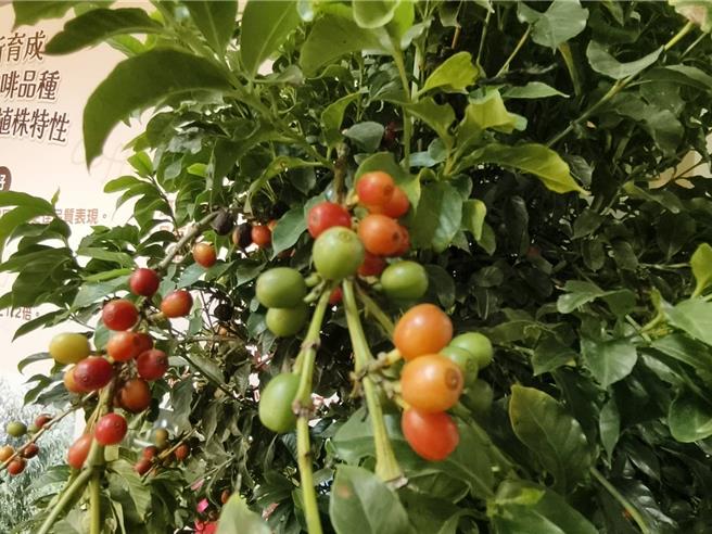 嘉义农试所11日发表首支本土育成咖啡品种「台农咖啡1号」，能适应台湾中低海拔环境。（廖素慧摄）