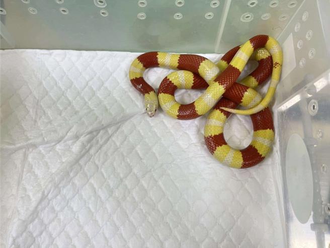 新北市動保處捕捉的白化納爾遜奶蛇。（新北市動保處提供）