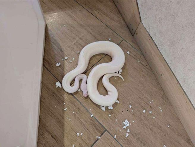 新北市動保處抓獲的超火品系球蟒，後已由飼主領回。（新北市動保處提供）