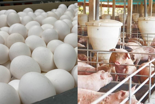 市售雞蛋爆殘留農藥芬普尼，中央遭質疑早就驗出毒雞蛋卻遲6天才公布，是非洲豬瘟迴力鏢。（合成圖／資料照）