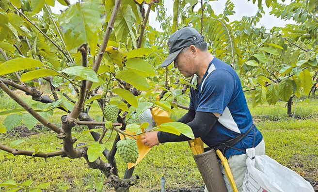 受鳳凰颱風外圍環流影響，台東沿海風浪狂襲，釋迦農趕在風雨前搶收上回颱風倖存的成熟果，盼減少損失。（蕭嘉蕙攝）
