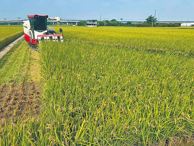鳳凰颱風來勢洶洶，雲林縣農民為避免2期稻作受損，這幾天忙著搶收。（張朝欣攝）