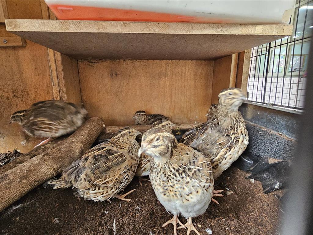 小鵪鶉進駐校園!高市新莊國小「生命教育」課萌翻天