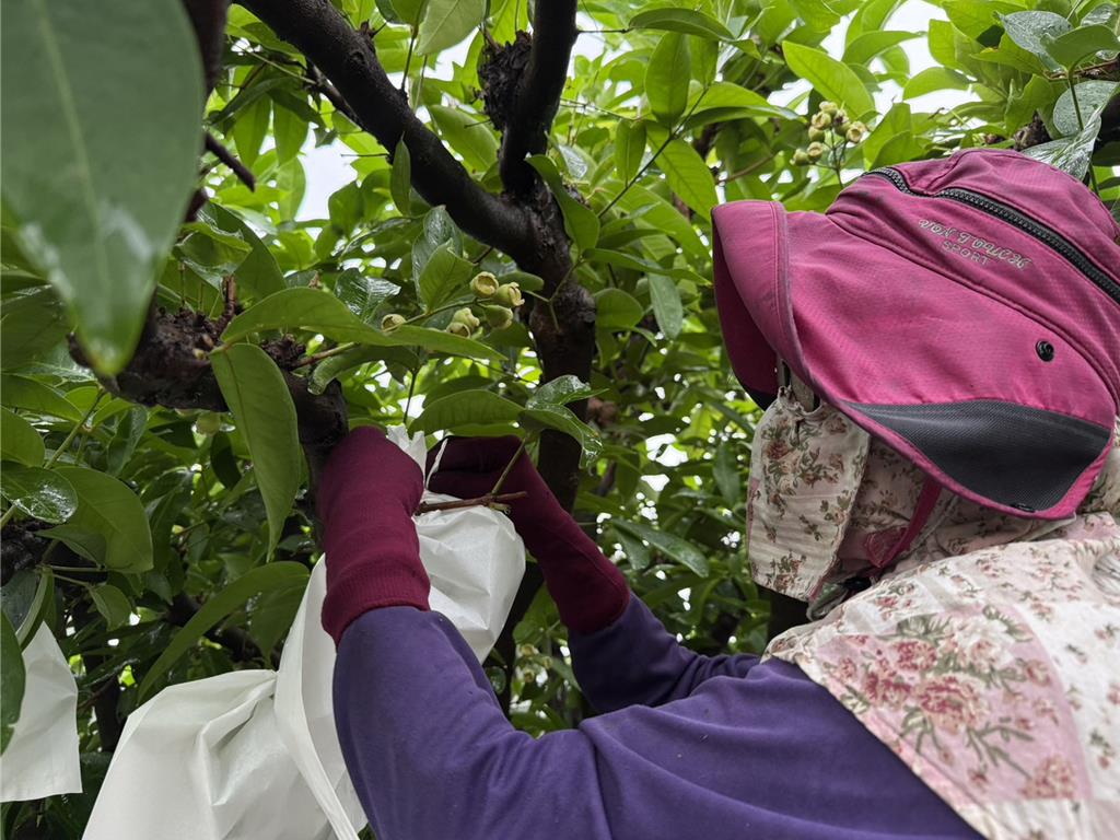 「鳳凰」直撲屏東!蓮霧農嘆:採也不是、不採也不是