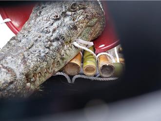 3米長河口鱷突現立院門口！「飼主喊野放」抗議 下場慘了