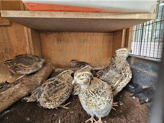 小鹌鹑进驻校园！高市新庄国小「生命教育」课萌翻天