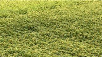 水稻收割期遇鳳凰 關山部分稻作已零星倒伏