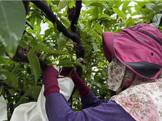 「鳳凰」直撲屏東！蓮霧農嘆：採也不是、不採也不是