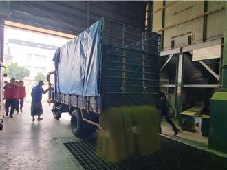 稻作成熟遇鳳凰颱風 雲林西螺農會24小時收購稻穀