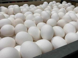 从鸡蛋到猪瘟！环境脏乱惹的祸 学者批：凸显未落实生物防治