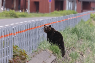 快訊》小熊闖日岩手花卷機場附近 跑道關閉暫停起降