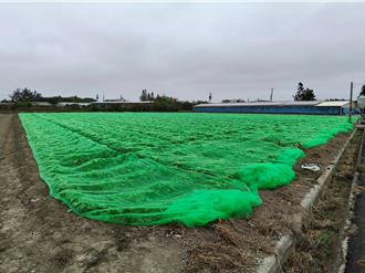 白萝卜罩纱网、牡蛎提前收 云林沿海防颱启动
