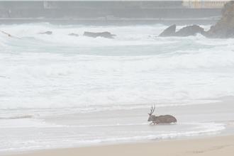 垦丁梅花鹿惊魂！颱风天遭流浪犬追咬受伤跳海求生