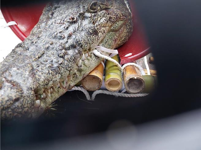 農業部於8日預告禁止飼養河口鱷 ，一名經營河口鱷人工飼養場的阮姓飼主擔心生計將被斷，17日上午5時30分雇用吊卡車從嘉義縣載運一隻約近3公尺長的河口鱷魚北上立法院，獸醫師檢查鱷魚品種、體態確認為河口鱷。（北市動保處提供／張珈瑄台北傳真）