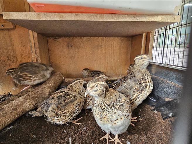 高雄市左营区新庄国小的「生命教育课」出现一群可爱的「小跟班」—窝鹌鹑！五年三班学生亲手筑窝、分组照顾鹌鹑，从喂食、晒太阳到清理小窝，透过实际行动学习尊重生命与责任感，让课堂变成充满「啾啾声」的快乐生命教室。（高雄市教育局提供／林雅惠高雄传真）