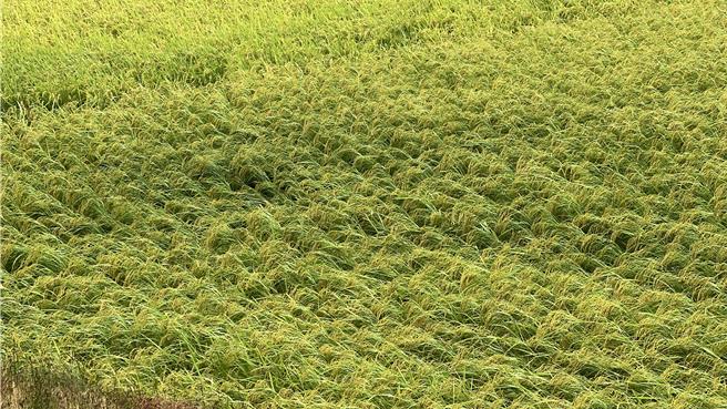 受鳳凰颱風影響，關山鎮稻田傳出零星倒伏災情。（蕭嘉蕙攝）