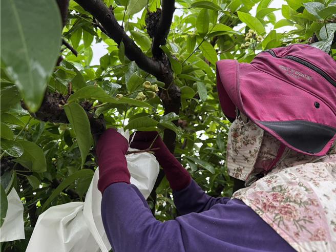 鳳凰颱風來襲，屏東蓮霧農加強防颱。（羅琦文攝）