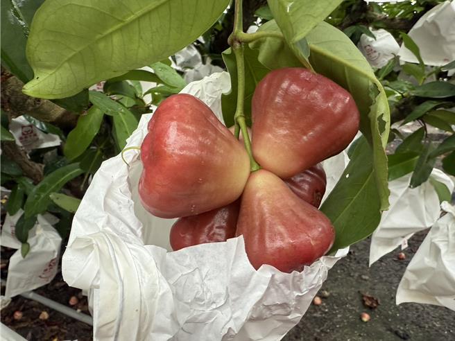 屏東蓮霧進入產期，即將可以採收，卻遇到罕見的11月颱。（羅琦文攝）