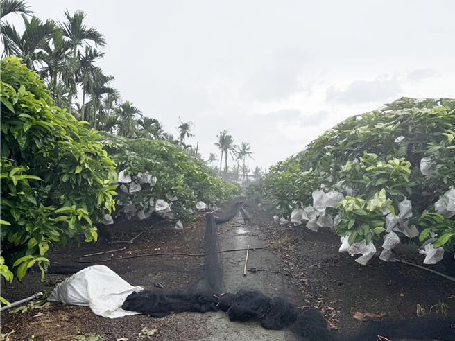 鳳凰颱風來襲，屏東蓮霧農加強防颱。（羅琦文攝）