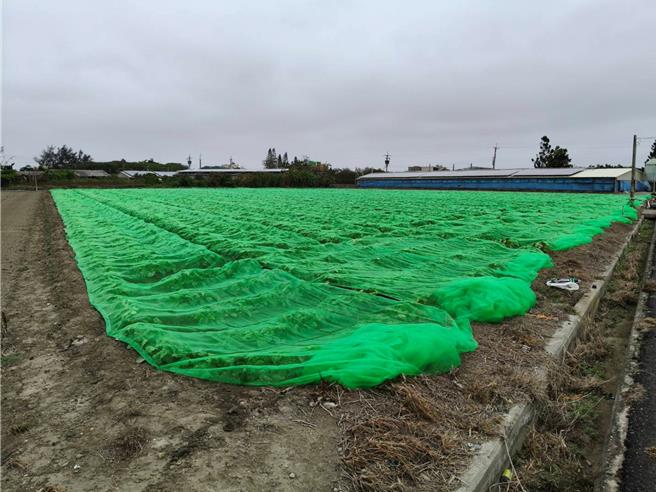 凤凰颱风来袭，云林县沿海地区农民担心出现强风大雨，用纱网覆盖白萝卜田，避免雨水直接衝击。（张朝欣摄）