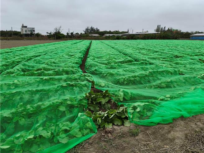 凤凰颱风来袭，云林县沿海地区农民担心出现强风大雨，用纱网覆盖白萝卜田，避免雨水直接衝击。（张朝欣摄）