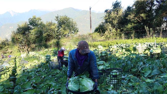 農民採收高麗菜。（羅進玉提供／李京昇台中傳真）