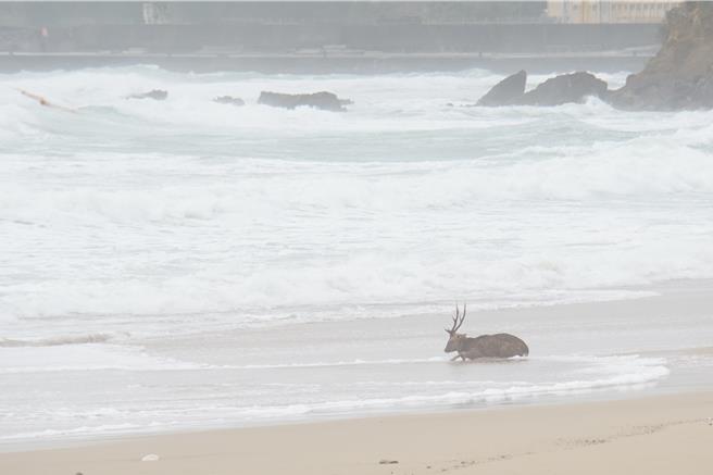 墾丁南灣在颱風天出現一隻梅花鹿躺在沙灘上，疑似被流浪犬追趕咬傷，逃到海裡。（羅琦文攝）