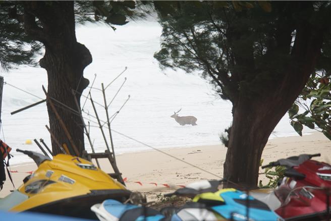 墾丁南灣在颱風天出現一隻梅花鹿躺在沙灘上，疑似被流浪犬追趕咬傷，逃到海裡。（羅琦文攝）