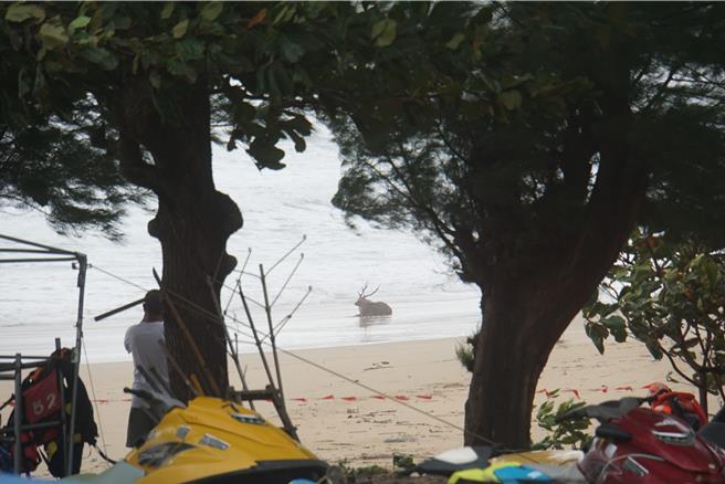 墾丁南灣在颱風天出現一隻梅花鹿躺在沙灘上，疑似被流浪犬追趕咬傷，逃到海裡，引起好奇民眾關切。（羅琦文攝）