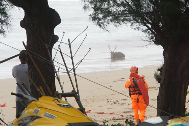 墾丁南灣在颱風天出現一隻梅花鹿躺在沙灘上，疑似被流浪犬追趕咬傷，逃到海裡，海巡人員在一旁守護。（羅琦文攝）