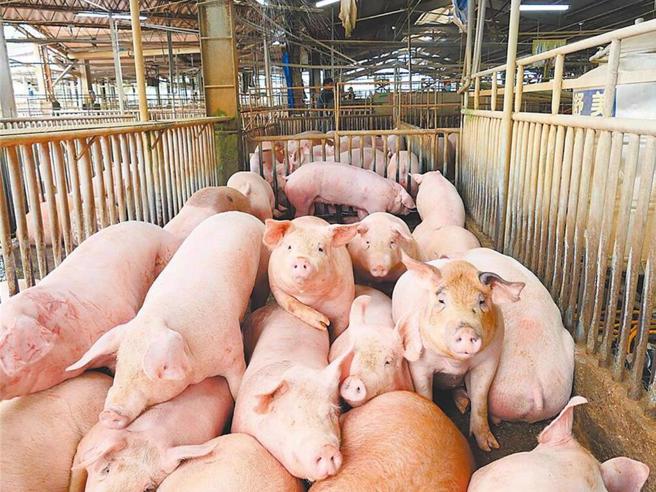 廚餘餵豬作為非洲豬瘟位疫情破口，讓全台9成養豬戶相當反感，堅決反對政府有意重啟廚餘餵豬的規畫。（本報系資料照）