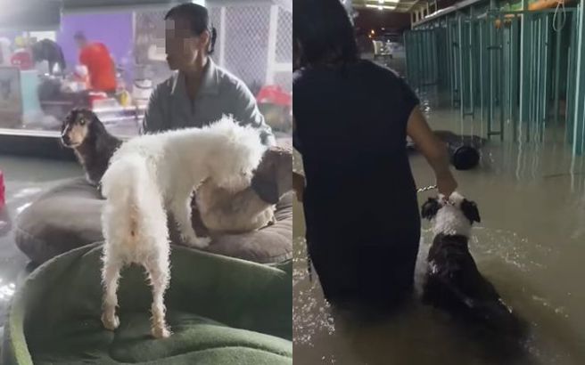 杨怀民4千万打造的狗园难敌超豪大雨被水淹。（图／翻摄自脸书飞翔蜜境）