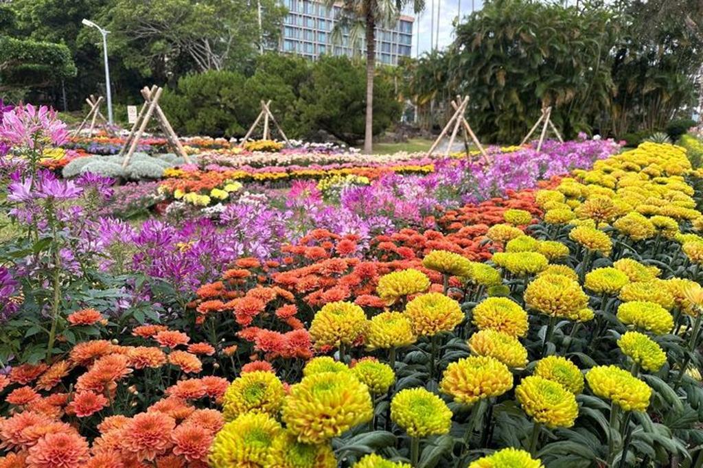 菊科花海11/28在士林官邸登場(圖為資料照)。 圖:臺北市政府工務局公園路燈工程管理處/提供