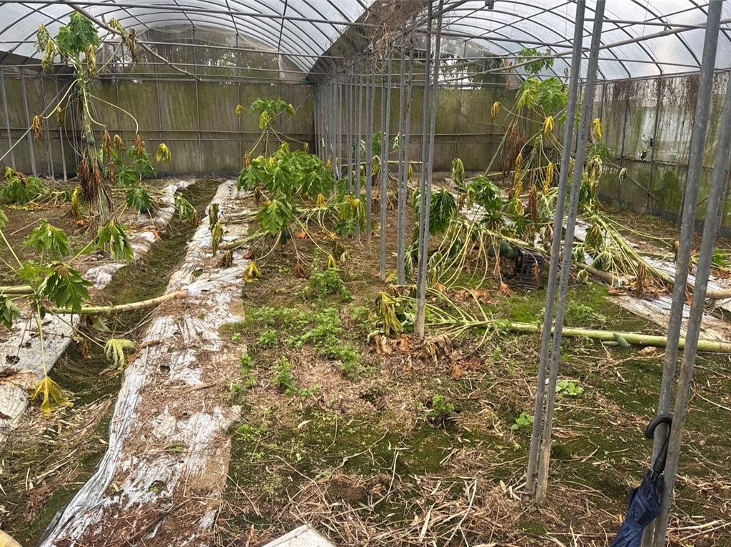颱風沒事反遭豪雨害慘 桃園農損高達595.9萬元