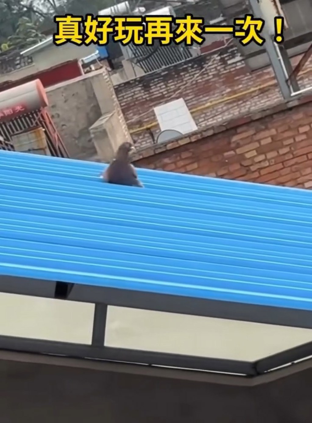 屁孩鴿玩瘋了！ 鐵皮屋頂當溜滑梯 竟自帶「煞車」功能