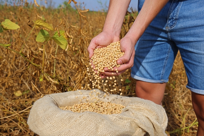 中国大陆购买美国大豆的步调似乎停滞了。（示意图：shutterstock/达志）