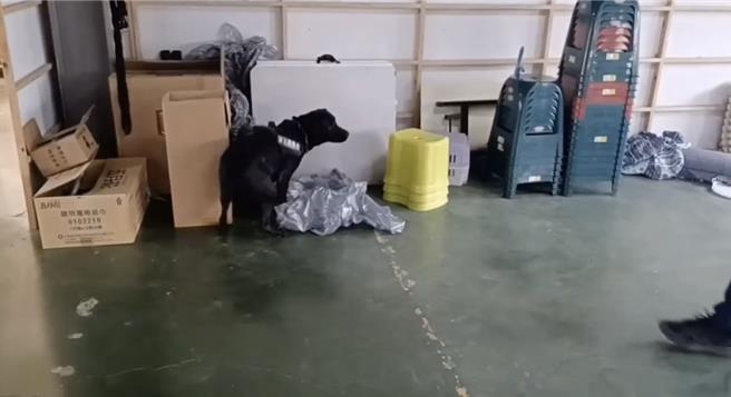 缉毒犬「云斯顿」嗅闻异味当场不动，助警揪出漏网的K他命。（警方提供／曹婷婷台南传真）