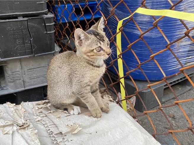 不少猫咪被卓姓男子认养后，却凭空消失。（白乔茵提供）