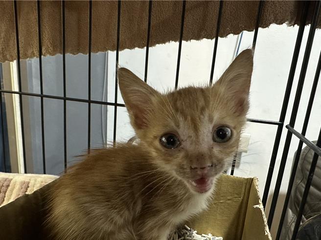 不少猫咪被卓姓男子认养后，却凭空消失。（白乔茵提供）