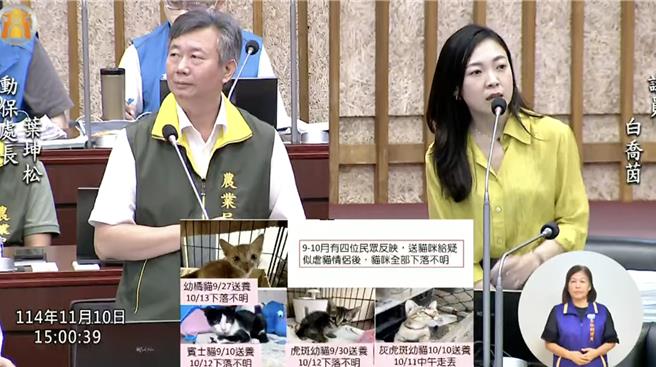 白乔茵指出，光是9月至10月期间，就有4位民眾反映将猫咪送养给这对情侣后，随即下落不明。（白乔茵提供）