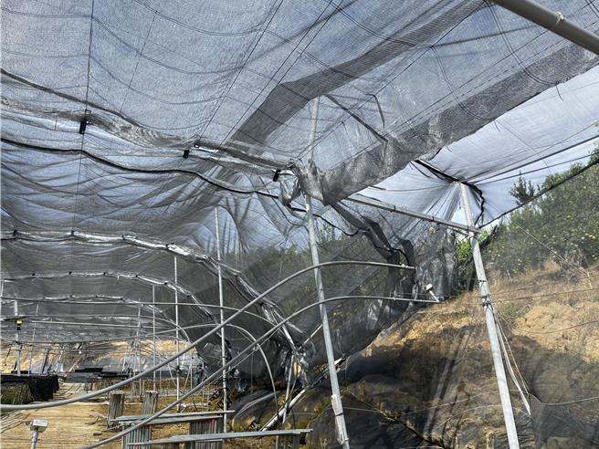 農業部公告今年1020強風農業天然災害現金救助地區，中市硬質玉米、外埔區食用玉米、芝麻、塑膠布溫網室塑膠布（網）、龍井區芝麻、北屯區水平棚架網室整體結構嚴重受損損失率達20％以上農民可申請救助。（台中市農業局提供）