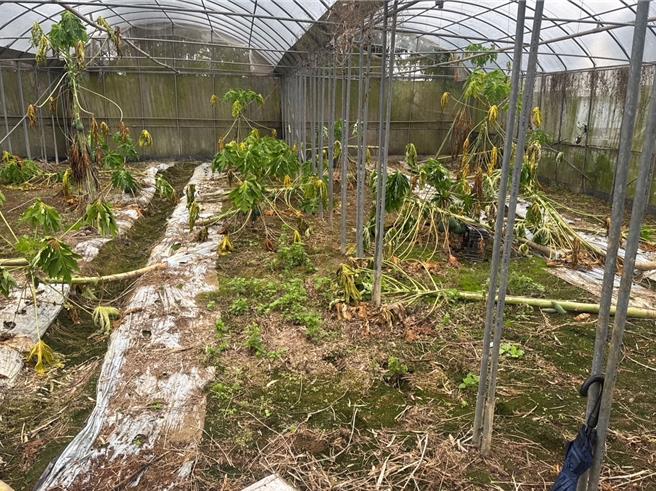 今年10月中下旬連日豪雨，桃園市無收穫面積達47.26公頃，損失金額約595.9萬元，其中以葉菜類、大豆及高粱損失最為嚴重。（圖／桃園市農業局）