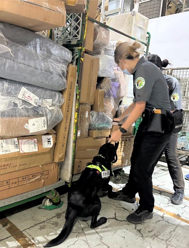 海運快遞貨物進行聯合查緝行動，配合檢疫犬現場嗅聞，對可疑貨品加強開箱檢查。（翻攝照片／洪靖宜高雄傳真）