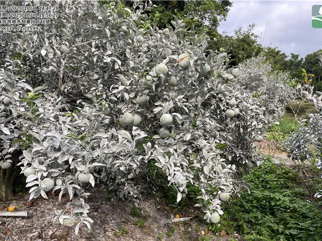 新竹縣芎林鄉種植茂谷柑，受10月中、下旬連續降雨影響，造成部分茂谷柑出現裂果及落果的災情。（新竹縣政府提供／王惠慧新竹傳真）
